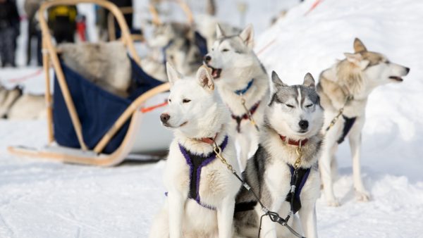 Sled Dogs Screensaver - Image 3
