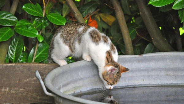 Curious Cats - Image 3