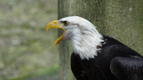 America Screensaver - Image 2