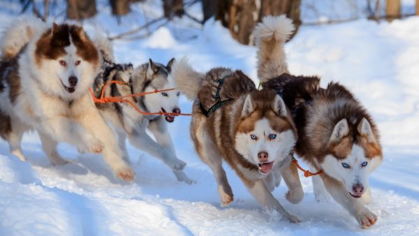 Sled Dogs Screensaver - Image 2