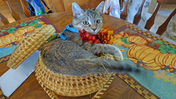 Curious Cats - Image 2