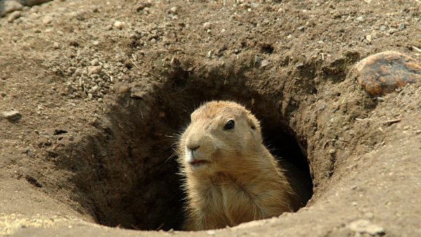 Groundhog Screensaver - Image 2