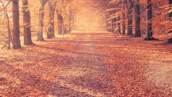 Autumn Screensaver - Image 3