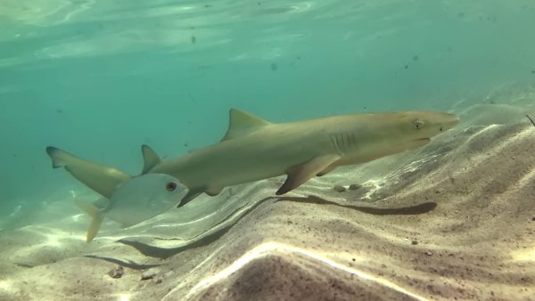 Baby Shark Screensaver - Image 3