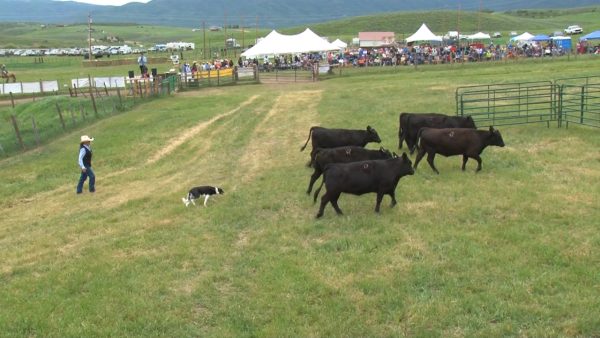 National Cattledog Television - Image 2