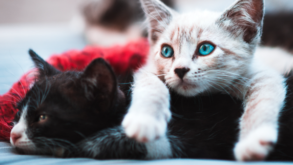 Cats - Image 2