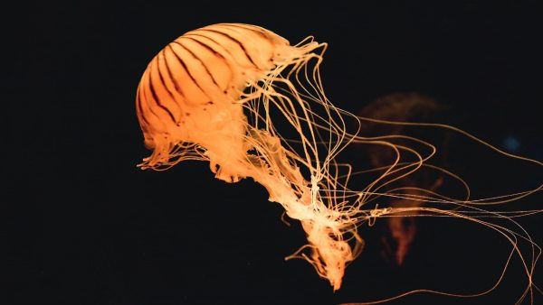 Jellyfish Screensaver - Image 3