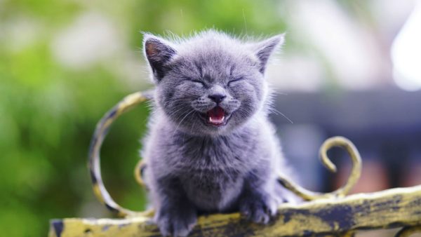 Cute Pets ScreenSaver - Image 3