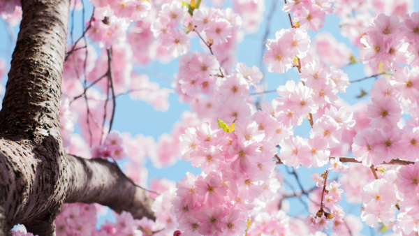 Flowers - Image 3