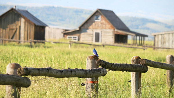 Fences - Image 3