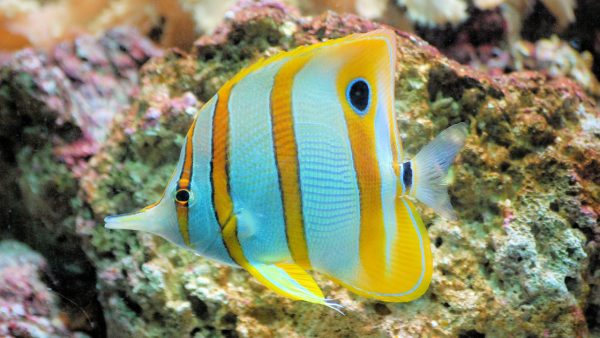Tropical Fish - Image 2