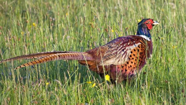 Bird Hunting Screensaver - Image 2