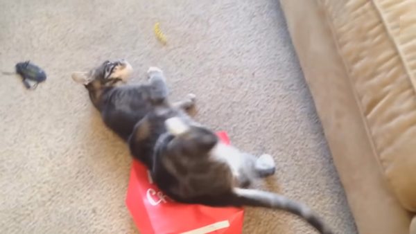 Best Cats TV - Image 3