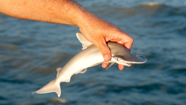 Baby Shark Screensaver - Image 2