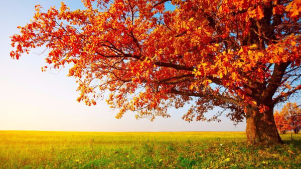 Autumn Screensaver - Image 2