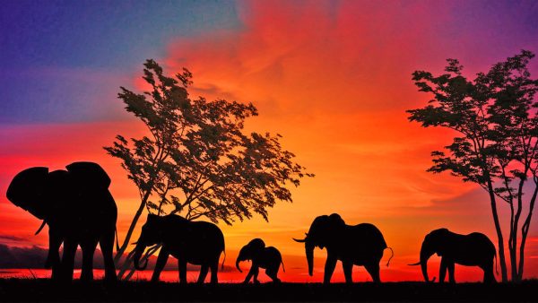 Africa Screensaver - Image 3