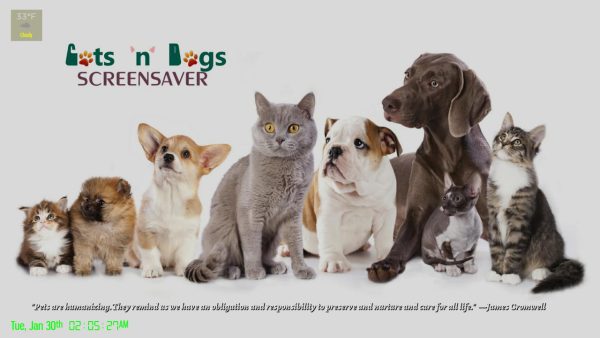 Cats 'n' Dogs - Image 2