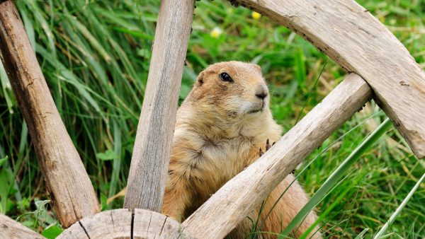 Groundhog Screensaver - Image 3