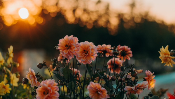 Flowers - Image 2