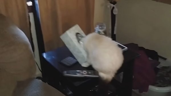 Best Cats TV - Image 2