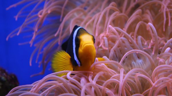 Tropical Fish - Image 3