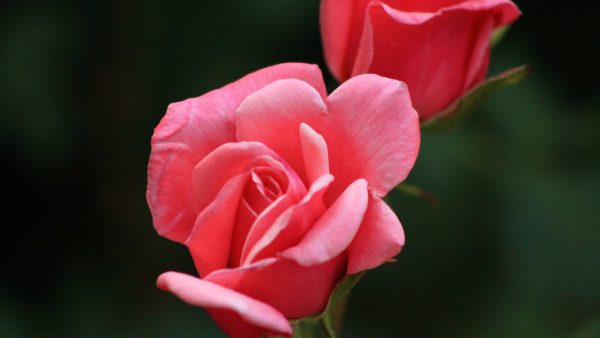 Nature Screensaver - Image 2