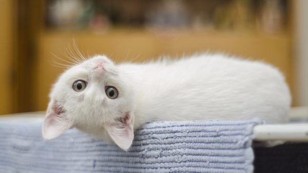Kitten Screensaver - Image 2
