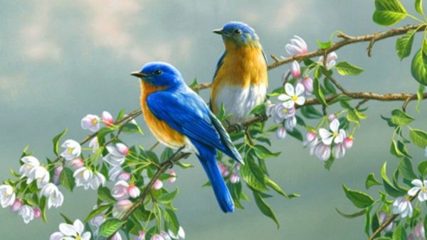 SCREENZAVER.Birds - Image 3