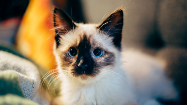Cats - Image 3