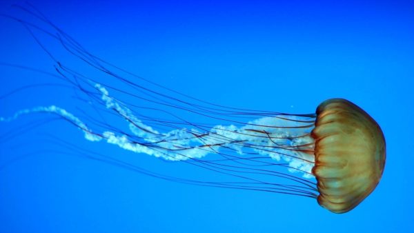 Jellyfish Screensaver - Image 2