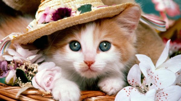 Cute Pets ScreenSaver - Image 2