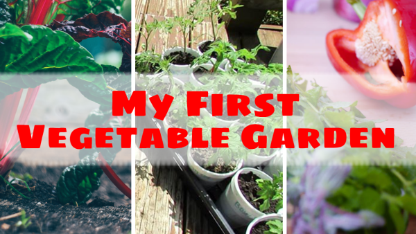 My First Vegetable Garden - Image 2