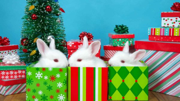 Baby Christmas Animals - Image 3