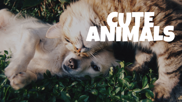 Cute Animals - Image 2