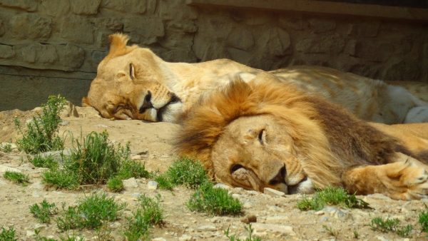 Africa Screensaver - Image 2