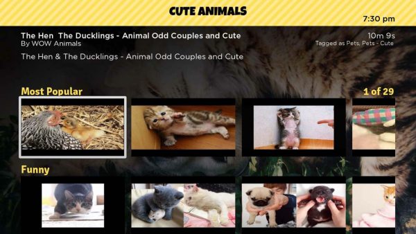 Cute Animals - Image 3