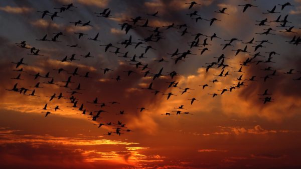 Nature Screensaver - Image 3