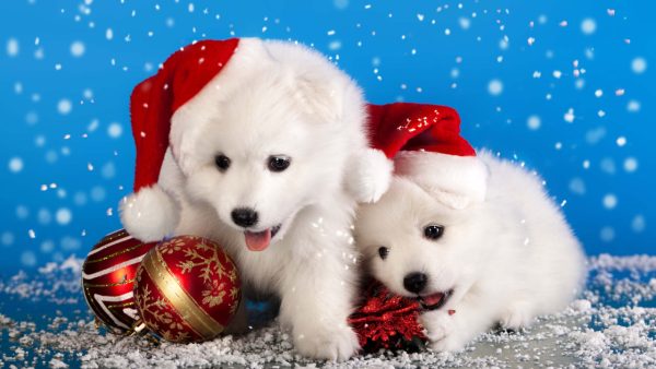 Christmas Dogs Screensaver - Image 3