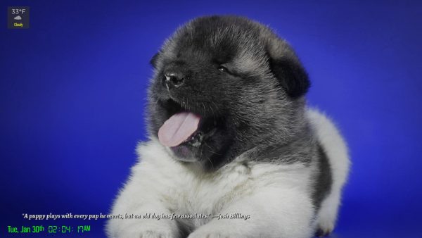 Cats 'n' Dogs - Image 3