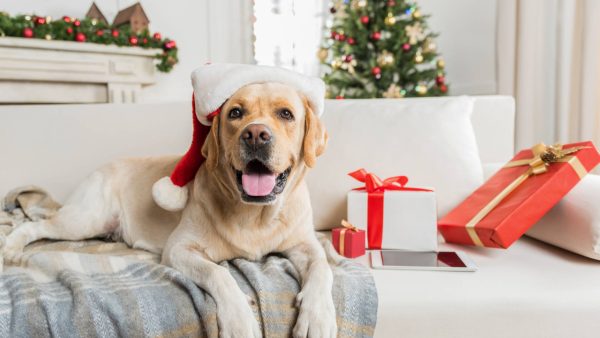 Christmas Dogs Screensaver - Image 2