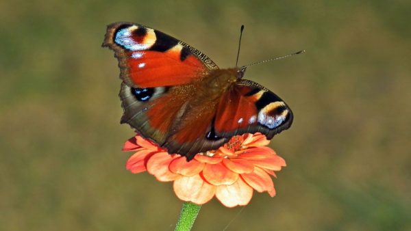 Butterflies - Image 2