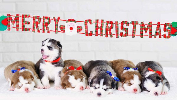 Baby Christmas Animals - Image 2