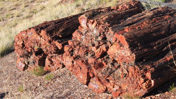 Petrified Forest Screensaver - Image 3