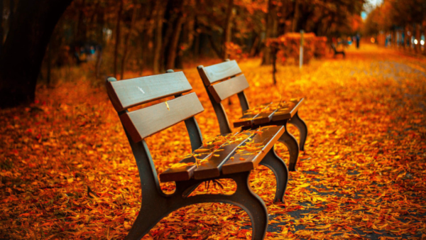 Fall - Image 2