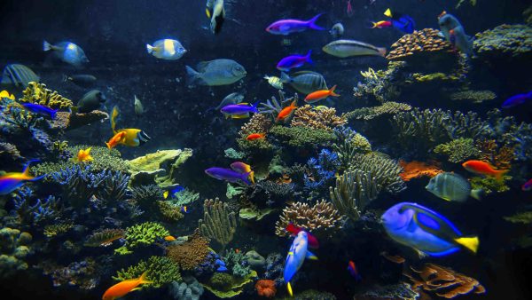 Tropical Fish Screensaver - Image 2