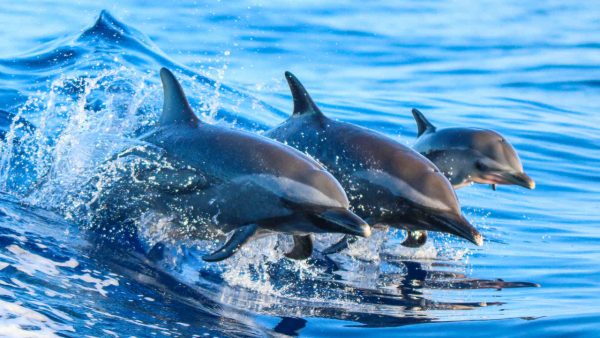 Dolphin Screensaver - Image 2