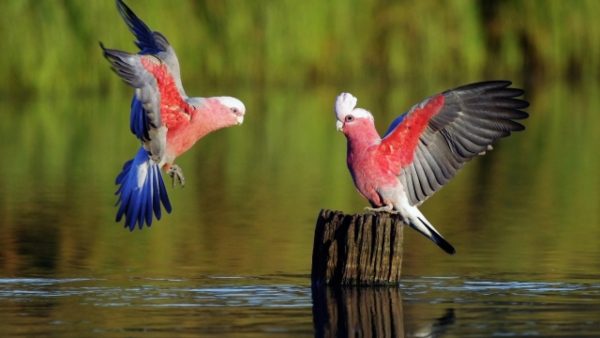 SCREENZAVER.Birds - Image 2