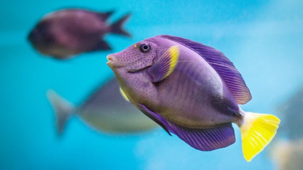 Tropical Fish Screensaver - Image 3