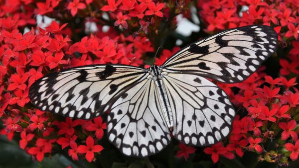 Butterflies - Image 3