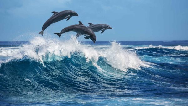 Dolphin Screensaver - Image 3